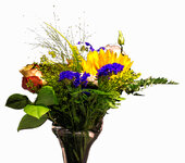 Blume2.jpg