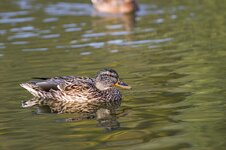 comp_ente@300mm.jpg