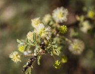 IMG_0408-1.jpg