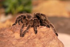 Terra Zoo 2013-01-26 - 08.jpg