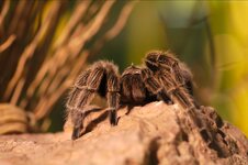Terra Zoo 2013-01-26 - 09.jpg