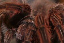 Terra Zoo 2013-01-26 - 13.jpg