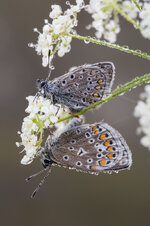 Hauhechel-Bläuling (Polyommatus icarus)_Q22A8533.jpg