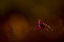 Kuhschelle (Pulsatilla vulgaris)_Q22A6188.jpg