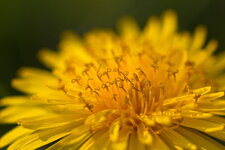 600d_tarmon90_1.jpg