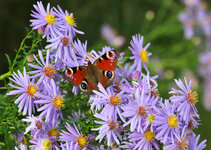 20141003NIKON Df_FRA5400.jpg