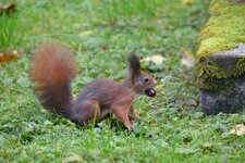 comp_DSC_9060.jpg