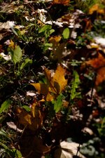 DSC_1055_DxO.jpg