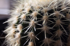 beroflex_28mm_f2_8.jpg