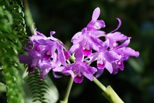 Blume1.jpg
