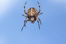 Kreuzspinne--20141002-2236.jpg