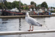 EMöwe.jpg