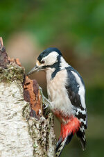 IMG_1913-1.jpg