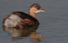 IMG_7994ab.jpg