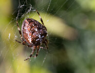 die Fette Kreuzspinne.jpg