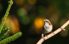 Spatz-im-Herbstlicht.jpg