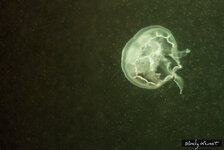 EOS 7D_07914_10_09_2014.jpg