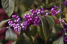 1200-Pixel_IMG5444.jpg
