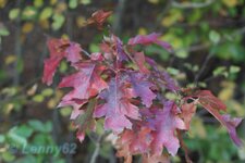 comp_IMG_4381.jpg