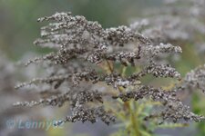 comp_IMG_4406.jpg