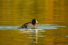 IMG_4440weba.jpg