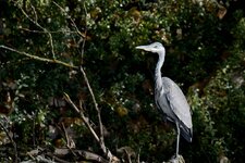 comp_DSC_0248.jpg