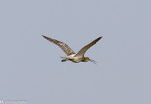 Großer Brachvogel (1 von 1).JPG
