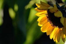 DSC_8314c.jpg