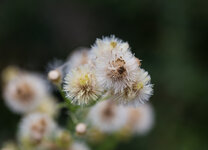 IMG_2485.jpg