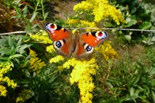 2014-10-04_12h14m53s_Schmetterling.jpg
