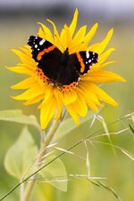 comp_IMG_1150_1.jpg