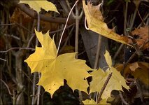 Herbst 1 Nikon V2 10-30.jpg