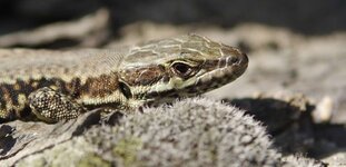 Kopf-Eidechse-Tamron-70-200-1m.jpg