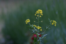 FDSC01123.jpg