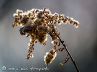 DSLR_F_E1 (2 von 2)-2.jpg