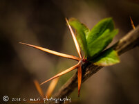 DSLR_F_E1 (1 von 2)-2.jpg