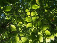 DSLR Forum Blätter Wimbachklamm.jpg