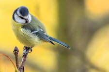 Blaumeise--20141101-0174.jpg