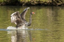 compIMG_8738.jpg