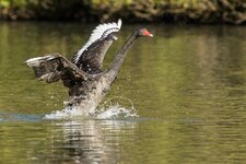 compIMG_8737.jpg