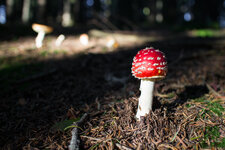 Amanita muscaria.jpg