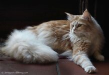 Freya-neu.jpg Freya-neu.jpg