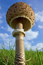 Giant_Mushroom2_CF.jpg