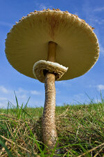 Giant_Mushroom3_CF.jpg