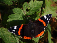 IMG_1939 1200.jpg
