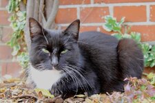Katze - Kopie.JPG