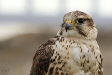falke.jpg