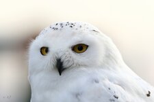 Schnee-Eule (Bubo scandiacus).jpg
