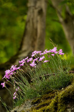 300mmCK026897-98.jpg