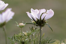 _SDI1813-2.jpg
